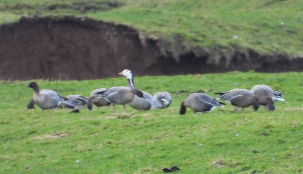 Bar-headed goose
