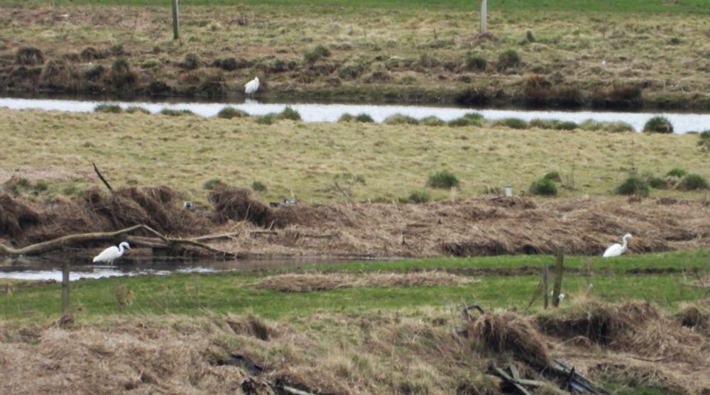 3 great white egret