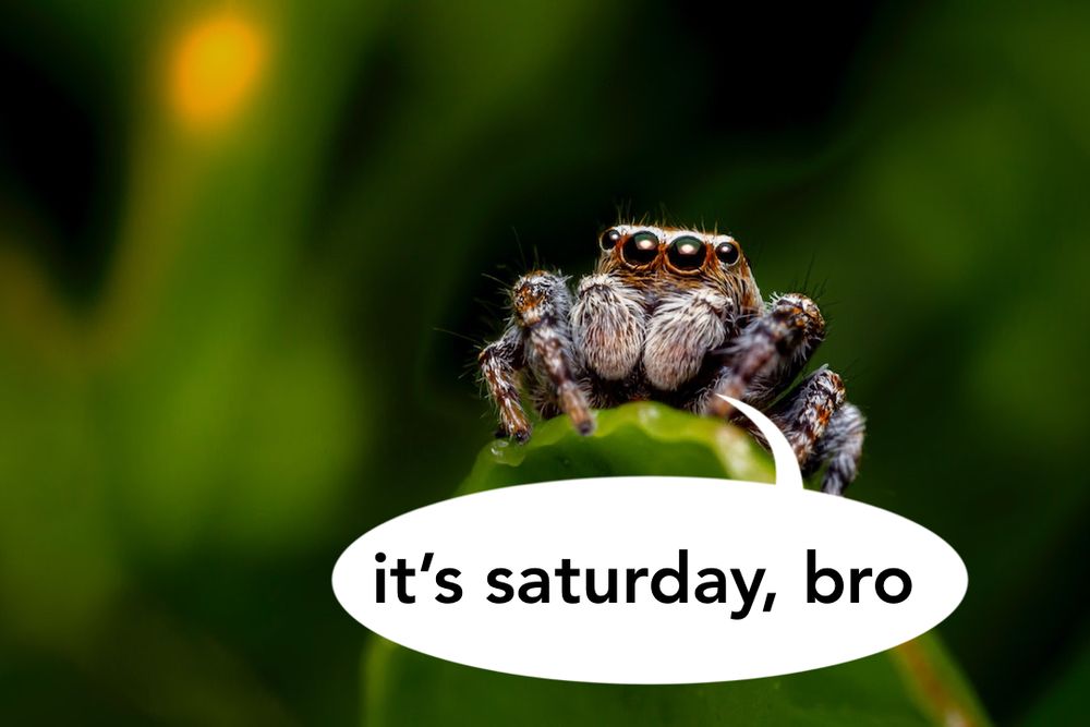 jumping spider standing on a leaf saying “it’s saturday, bro”