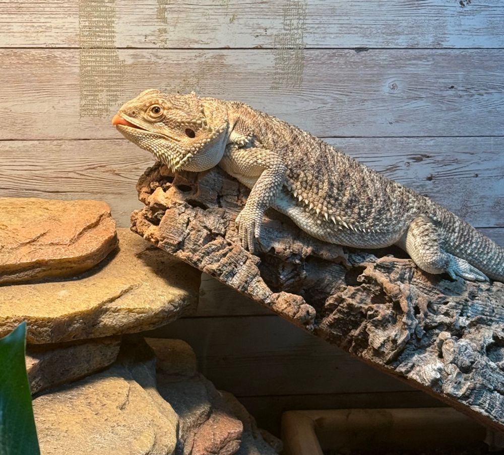 dragon waking up on a log with her tongue out