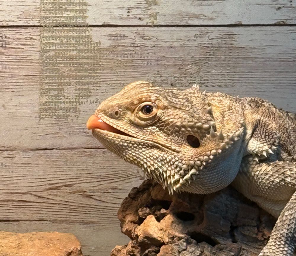 close up of dragon waking up on a log with her tongue out