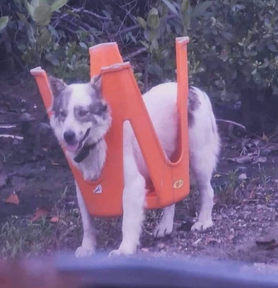 dog wearing a chair upside down like armor