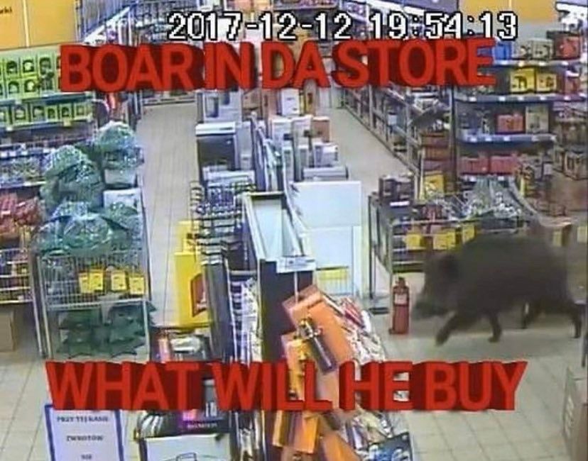 “boar in da store what will he buy”
edit of a wild boar in a convenience store