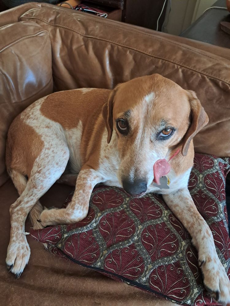 A beagle mix dog on a brown couch licks her lips.