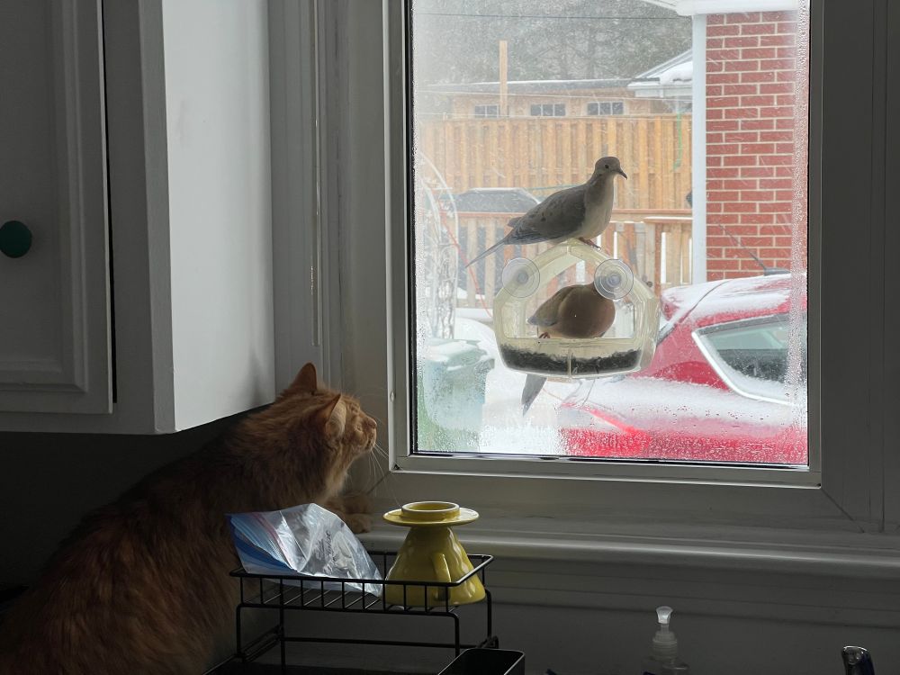 A cat watches two birds