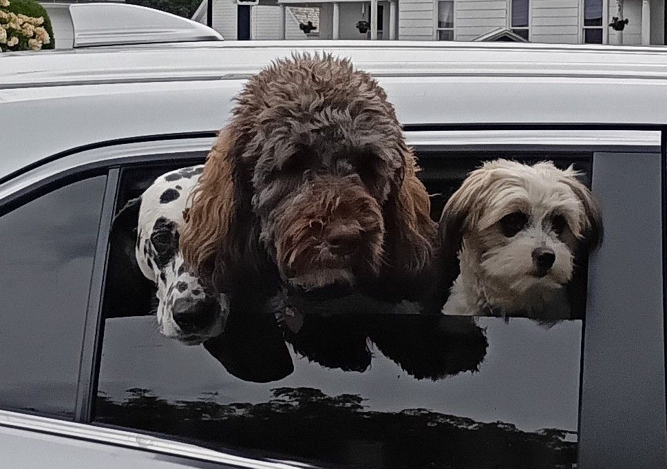 Three dogs of different breeds sticking their heads out of a car window. A dalmatian, some brown poodle like thing, and maybe a terrier mix. 