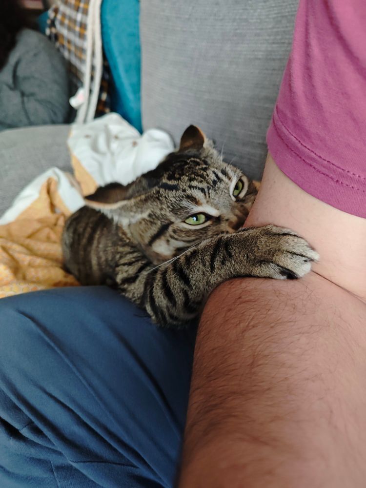 A high as a kite cat sniffs a human arm which is fresh from a chlorinated swimming pool.