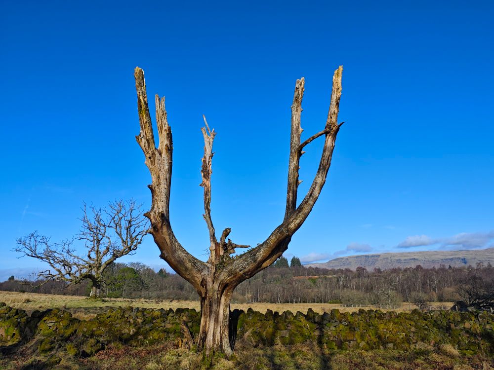 Two blasted, bare, dead trees on a moor at Mugdock park. One looking like an open upturned hand. Hills in the distance against a blue sky.