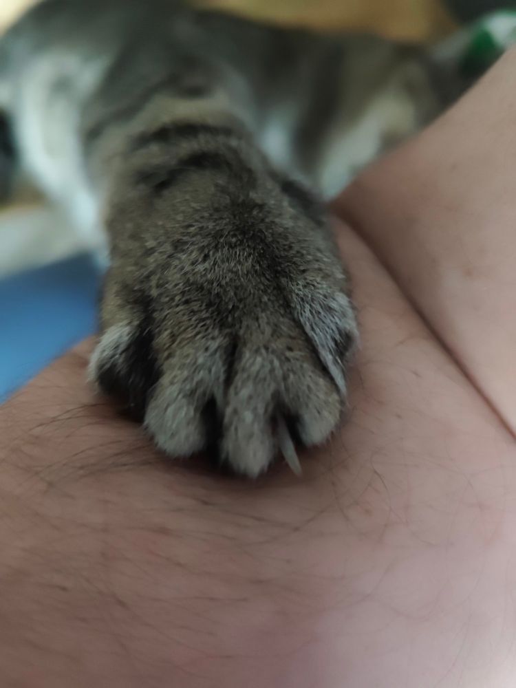 A gripping paw of a mackerel tabby preventing his prey escaping licks. A hairy human arm gripped by a cat claw.