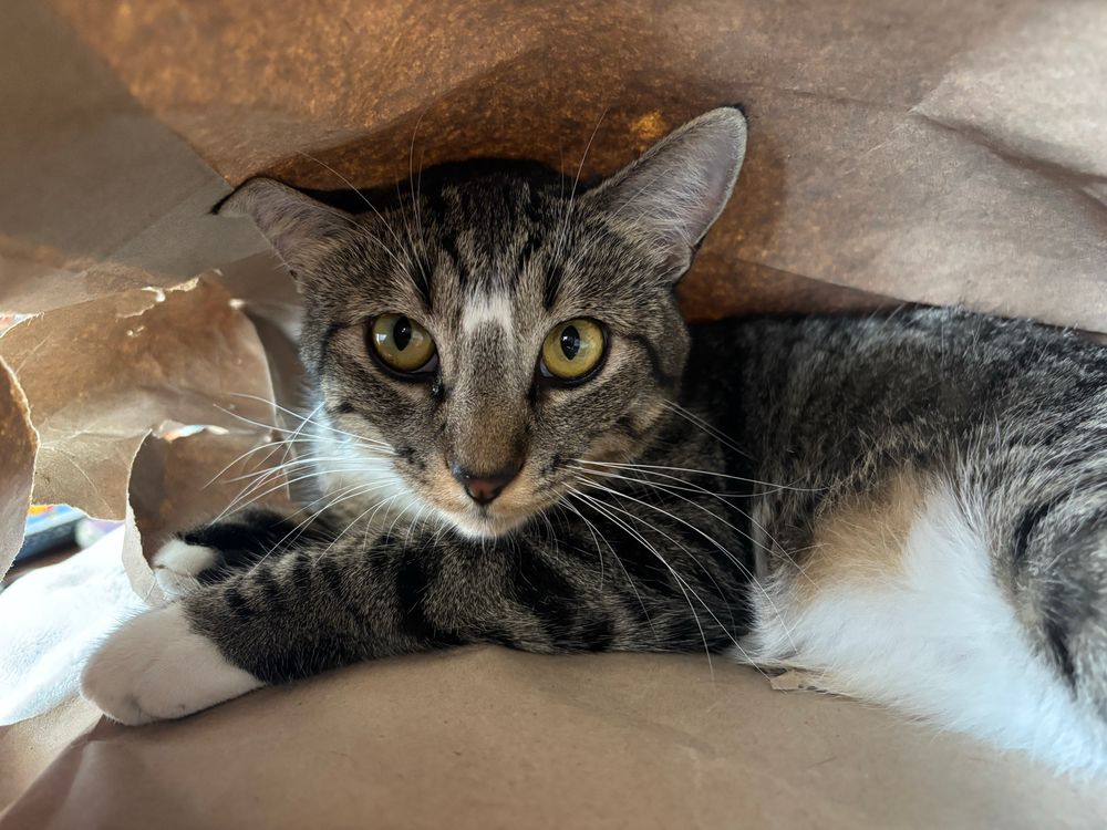 a beautiful perfect goblin-y grey tabby cat hiding inside a brown Kraft paper bag, eyes peering coyly at the viewer 