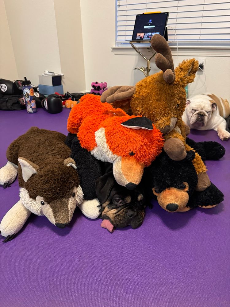 Bulldog at the bottom of a pile of large stuffed animals 