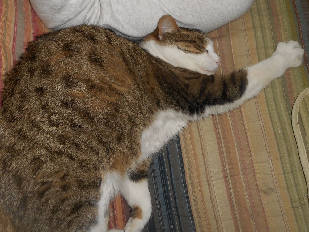 Brown tabby with white cat sleeping in a strange "hunchback" position on a striped blanket with one front paw extended. He looks almost 'boneless.'