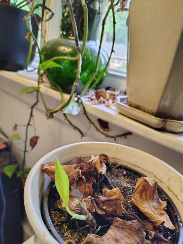 Neon pothos sprout in cream colored pot with brown leaves scattered round near other plants on a windowsill 