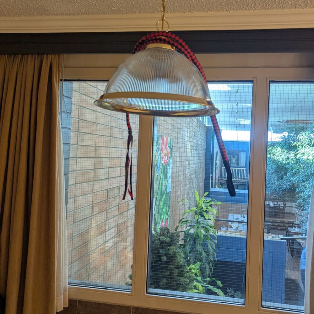 A red and black whip is loosely wrapped around the chain of a hanging lamp. These items are in front of a window facing a dining area.
