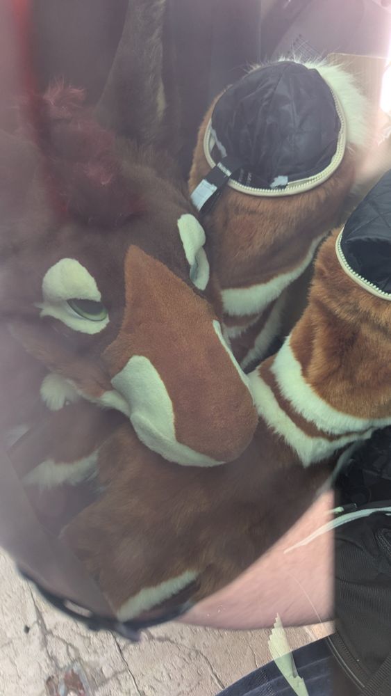 A fursuit head and hind paws, visible through a window
