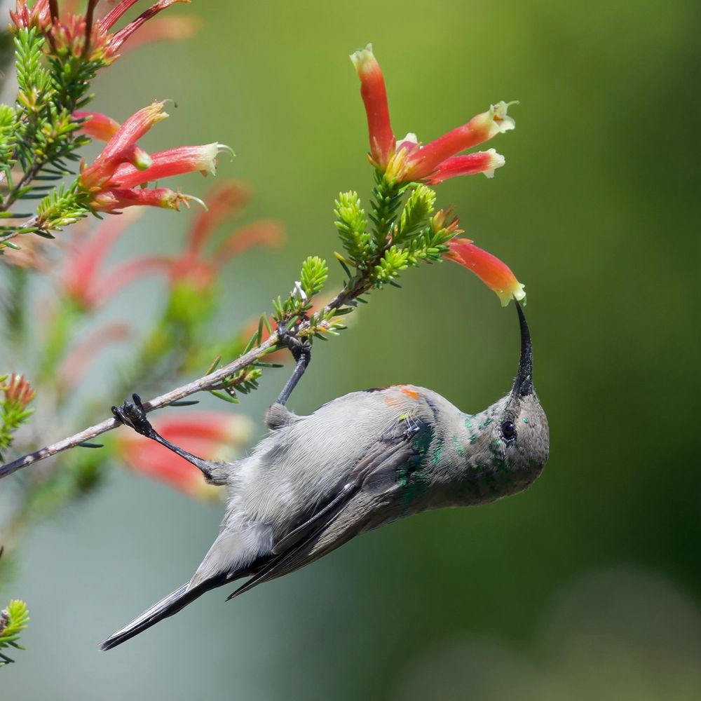 Southern Double-collared Sunbird (Cinnyris chalybeus)