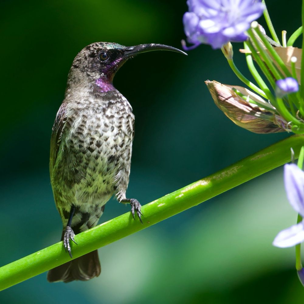 Amethyst sunbird (Chalcomitra amethystina)