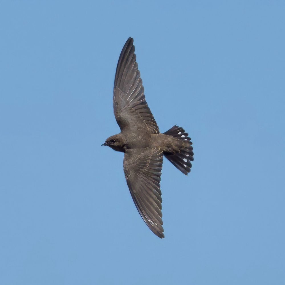 Photo of a Southern Crag-Martin flying 