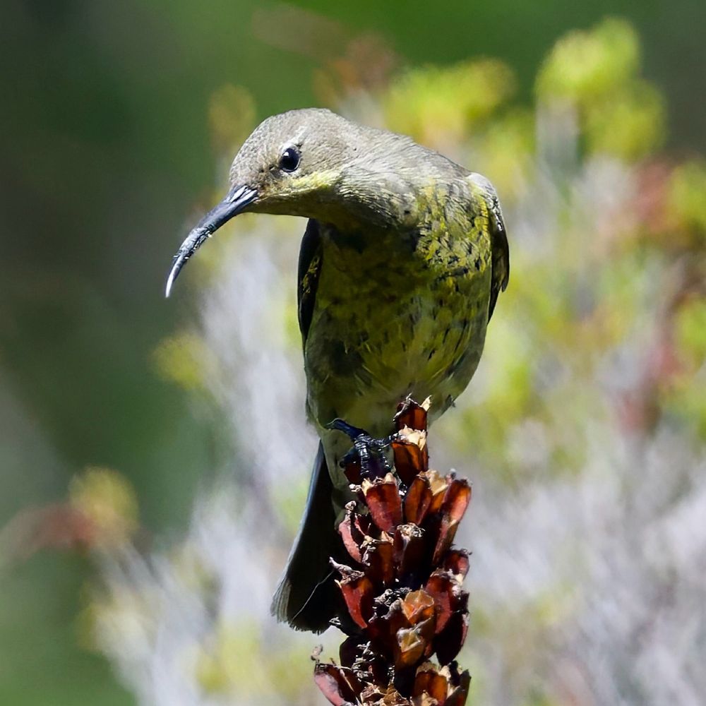 Malachite Sunbird (Nectarinia famosa)