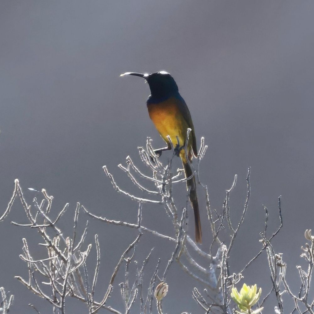 Orange-breasted Sunbird (Anthobaphes violacea)