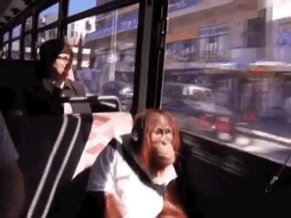 a monkey is sitting on a bus next to a man .