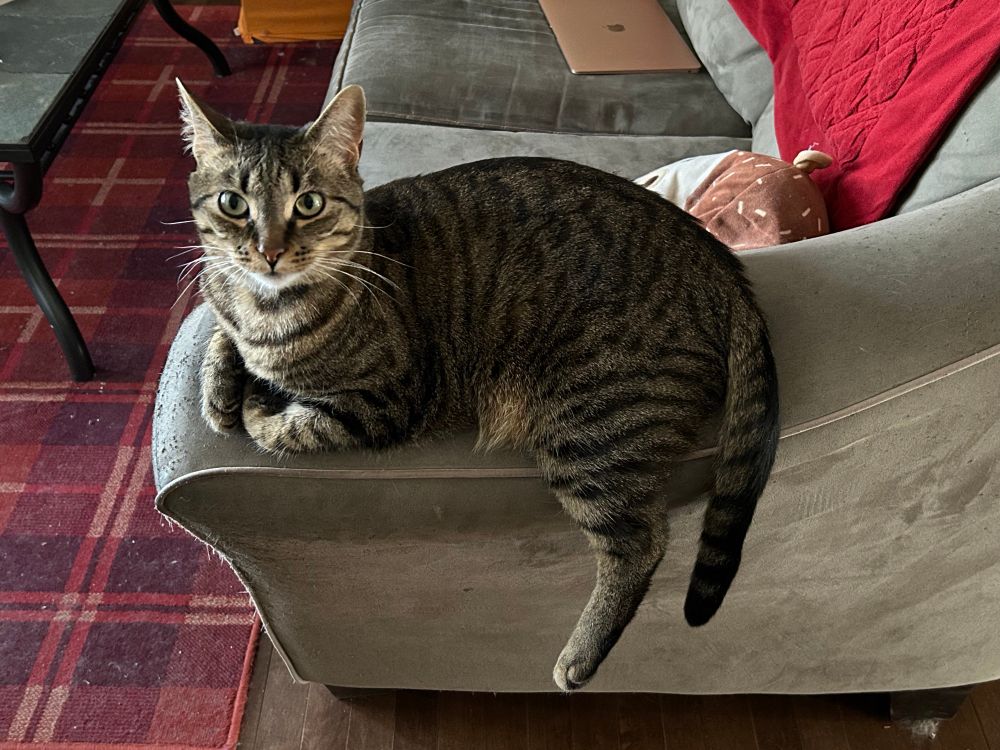 A grey brown tabby lounging on the arm of a grey sofa. His front paws are folded beneath his chest and one leg dangles off the side. He has the look of a silly goober who wants treats.