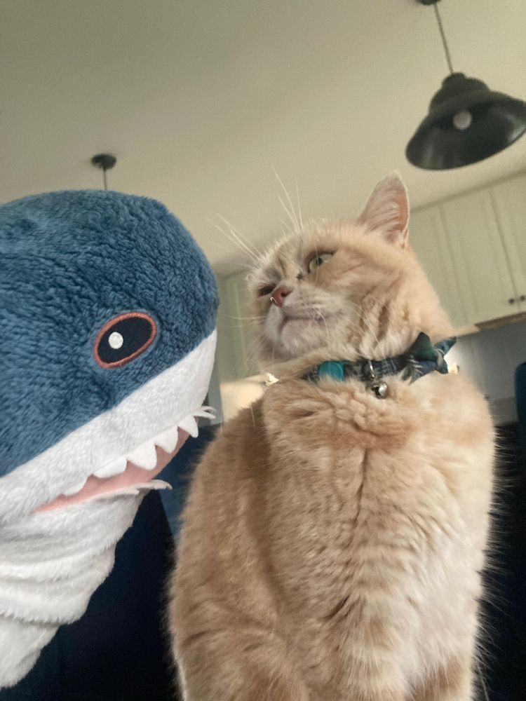 EVIL CAT looks DISRESPECTFULLY at the HUMBLE BLÅHAJ 