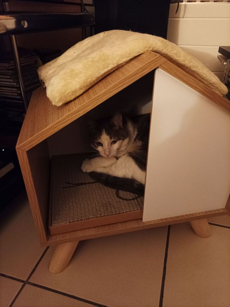 Petit chat blanc et tigré allongé en crevette dans une maison pour chats en bois, avec un sol en carton-griffoir