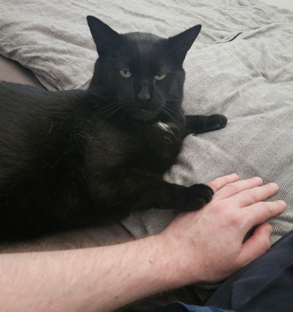 Schwarzer Kater mit weißem Fleck auf der Brust liegt neben mir auf dem Bett und hat eine Vorderpfoten auf meine hand gelegt. Er schaut etwas skeptisch in die Kamera.