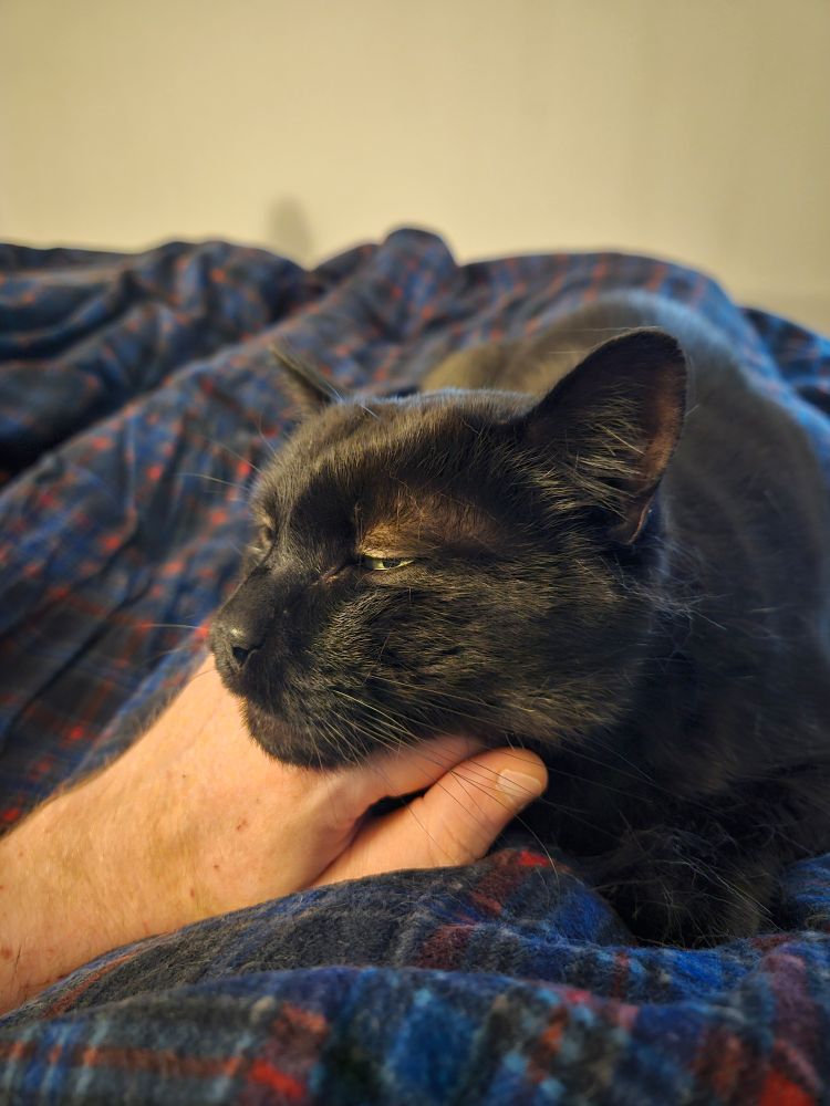 Schwarzer Kater liegt auf mir im Bett und hat seinen kopf auf meiner hand abgelegt.