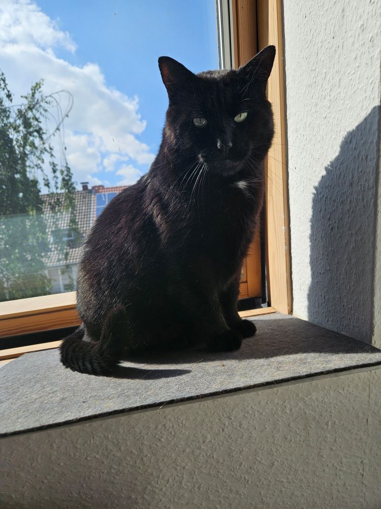 Schwarzer Kater mit weißem Fleck auf der Brust sitzt auf der Fensterbank und schaut in die Kamera.