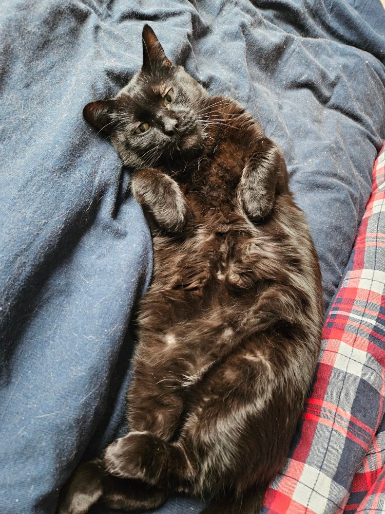 Schwarzer Kater liegt im Bett auf dem Rücken,  präsentiert seinen Bauch und schaut in die Kamera.