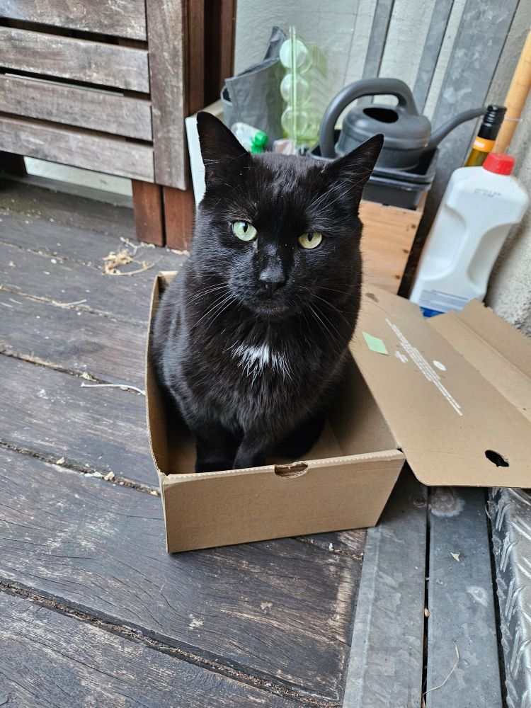 Schwarzer Kater mit weißem Fleck auf der Brust sitzt in einem Karton auf meinem Balkon und schaut in die Kamera.