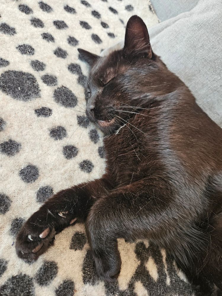 Schwarzer kater mit weißem Fleck auf der Brust liegt auf einer weißen Decke mit schwarzen Punkten. Die eine Vorderpfote ist ausgestreckt, die andere angewinkelt.