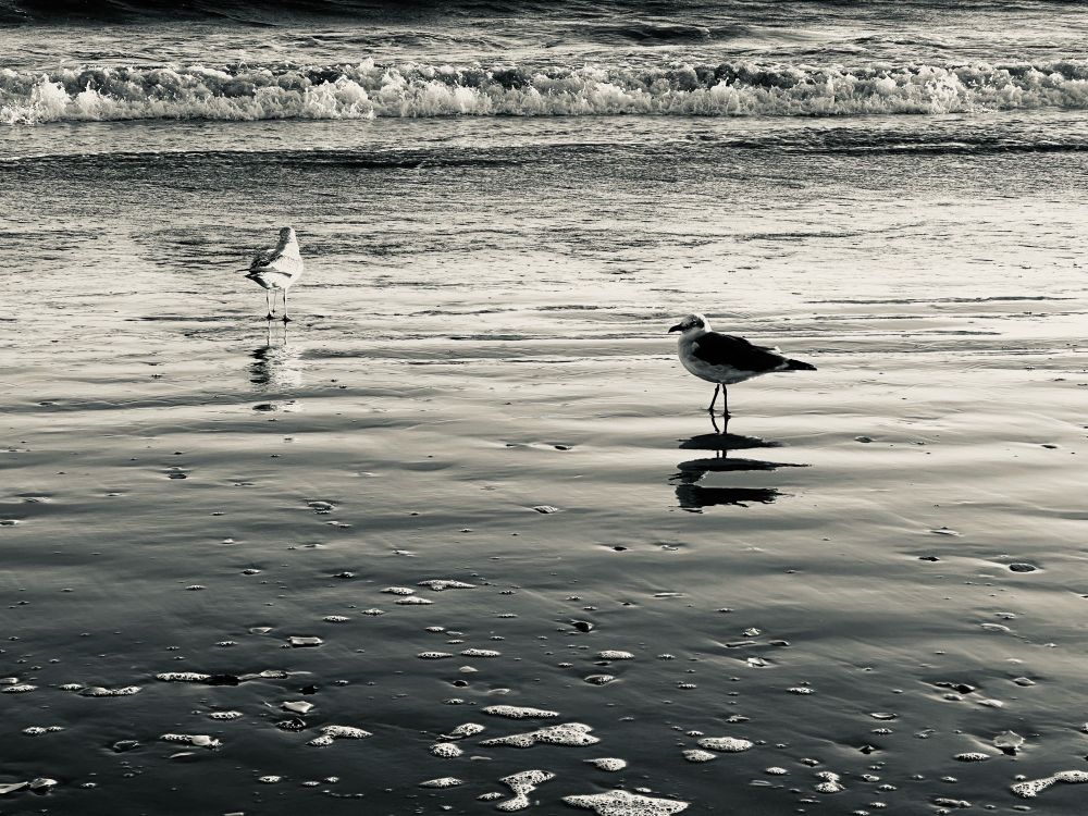 Two seagulls wade on the beach at sunset near Coney Island. 