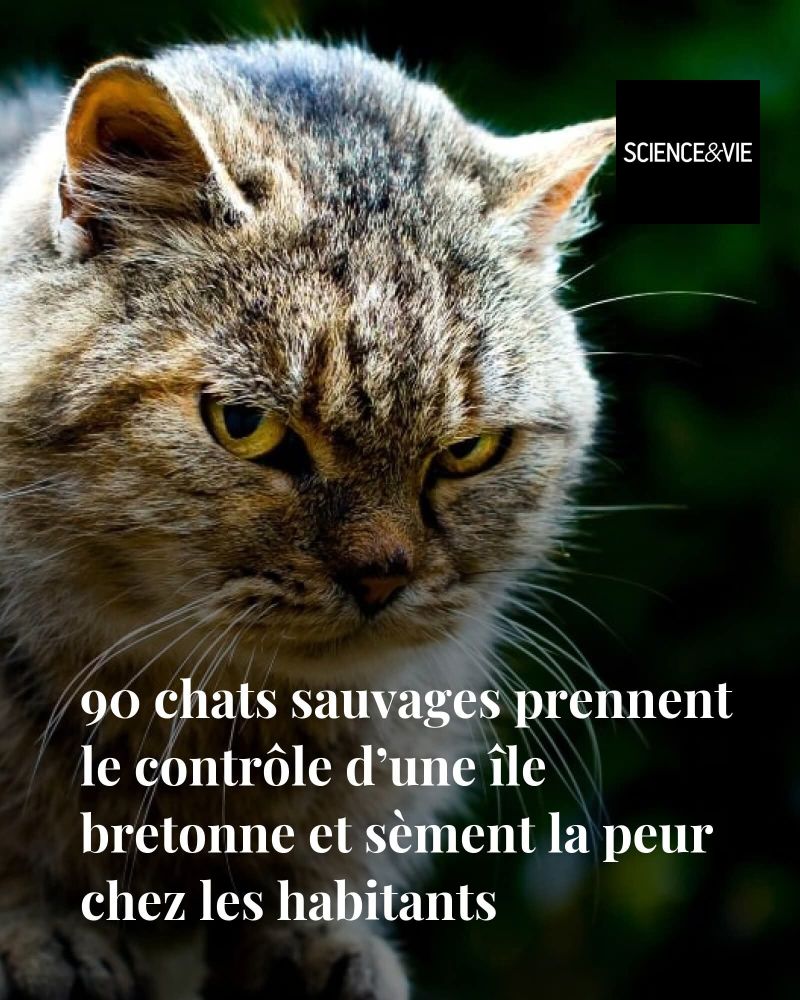 90 chats sauvages prennent le contrôle d'une île bretonne et sèment la peur chez les habitants 