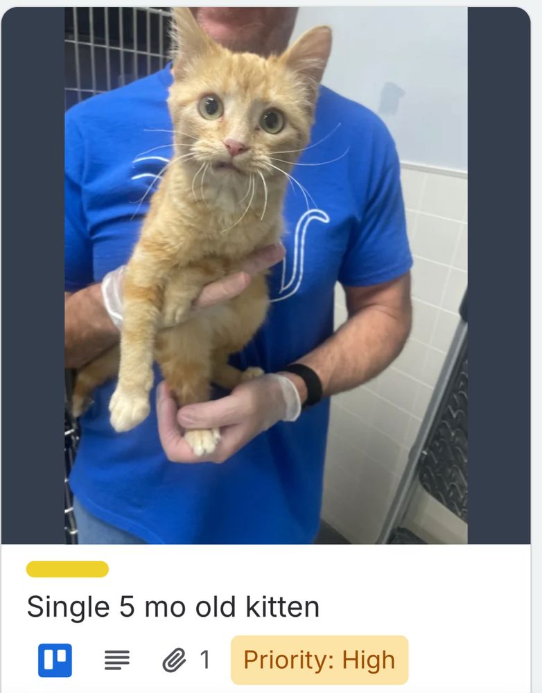 Screenshot from Animal Rescue League of Iowa showing a young yellow tabby being held. He is looking at the camera with enormous round eyes, whiskers fully engaged, and an adorable snaggletooth lip curl. The caption says “single 5 mo old kitten. I love him! Photo by ARL of Iowa. 