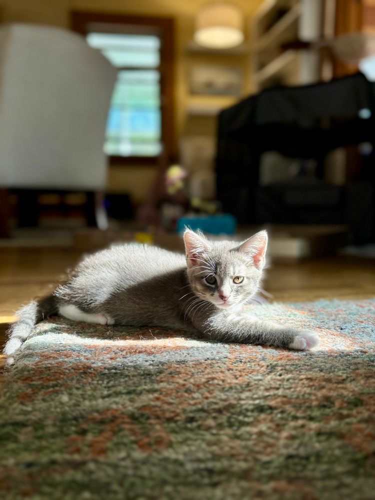 A small grey and white kitten named Ferrata lays in the sun. She is looking at the camera while relaxed and oblivious, just doing her job looking adorable. Photo owned by CatCareNetwork 