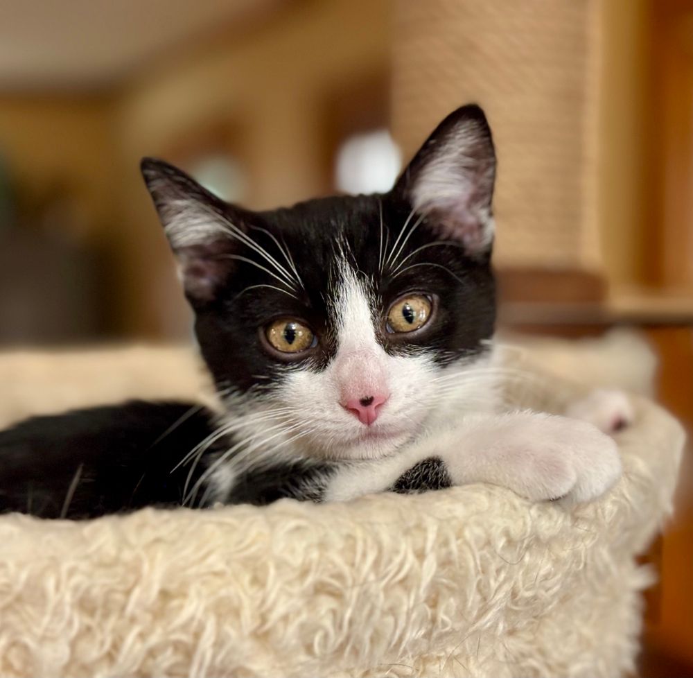 A young black and white tuxedo kitten reclines in a fuzzy cat nest. He has a perfect black mask, amber-colored eyes, long white whiskers and eyebrows, and an impeccably placed black dot in the middle of his pink nose. Adorably boop-able! Photo owned by CatCareNetwork 