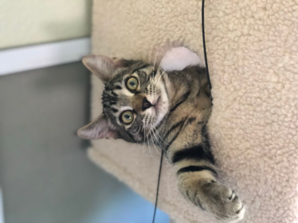 The same tiny brown tabby kitten has squeezed his front half out sideways of the cat tree cubby hole to say peek-a-boo! His eyes are still wide and eager. He is gorgeous- beautiful black stripes and lush brown fur with gold and white flecks. He has a white muzzle and perfect black eyeliner. Photo owned by CatCareNetwork.org