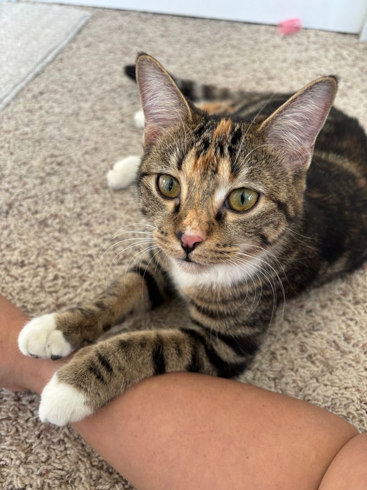 Beautiful multicolored tabby cat named Heaven with perfect sweet white mittens and bib reclines with front paws on my arm while gazing sweetly up at me. Photo owned by CatCareNetwork.org