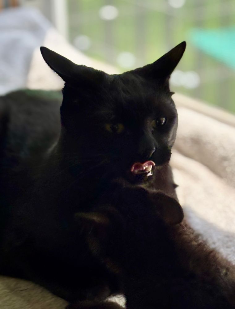 A black void cat makes a very silly face - his ears are pointed out in airplane mode while his tongue and lower teeth are prominently exposed. A smaller dark grey kitten is barely discernible in the foreground (its Baby Sneffels!) Photo owned by CatCareNetwork 