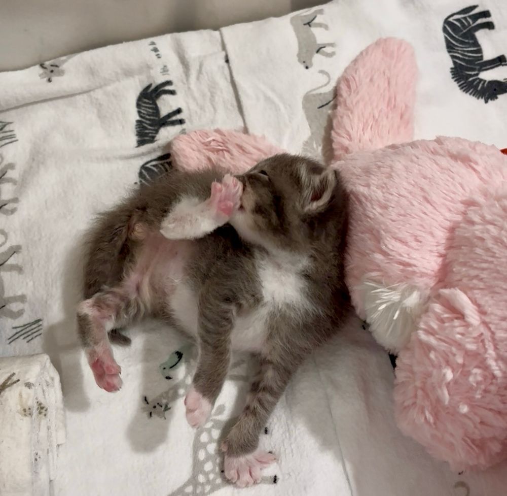 A tiny grey and white kitten lies on her side with her rear leg and paw raised. She is nibbling on her tiny pink toe beans. Photo owned by CatCareNetwork.org