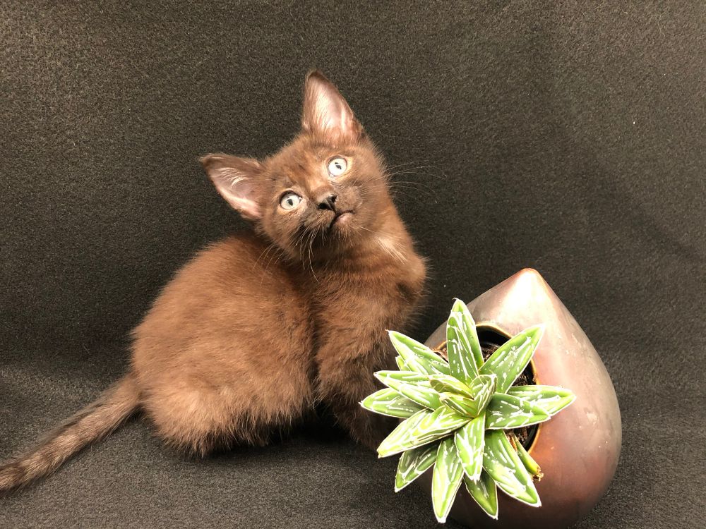 Photo of a perfect brown kitten in full Glamour Shots mode - bright eyes, head tilt, soft lighting. He is sitting next to a brown vase with a fake green plant and a black background… all to accentuate his lovely color. Photo owned by CatCareNetwork.org 