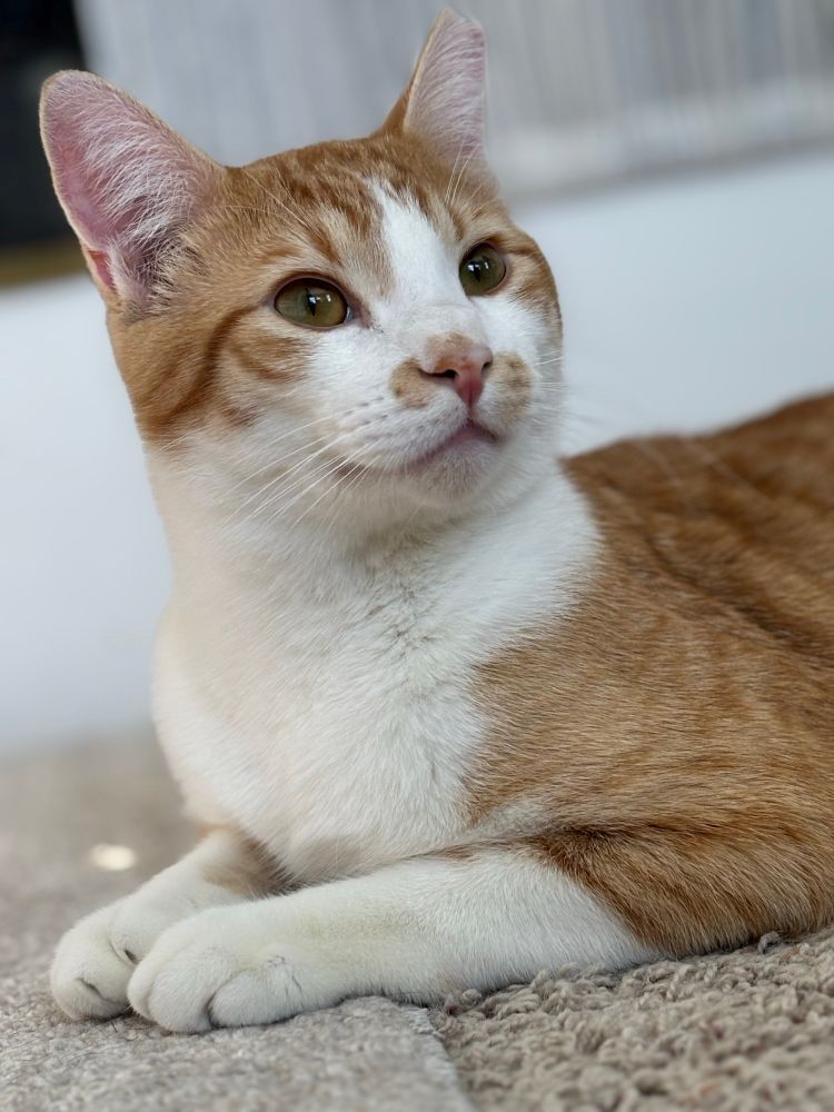 A large yellow and white cat named Angel poses like a yearbook photo - casual over the shoulder look with his dark gold eyes gazing into the middle distance. Photo owned by CatCareNetwork.org