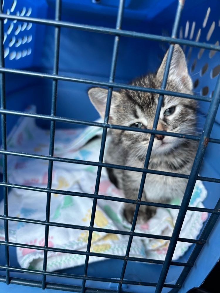 A tiny tabby and white kitten sits in a blue carrier and peers through the wire door. She looks worried and sad - slightly tilted head and squinting eyes. Poor baby. Photo owned by CatCareNetwork.org