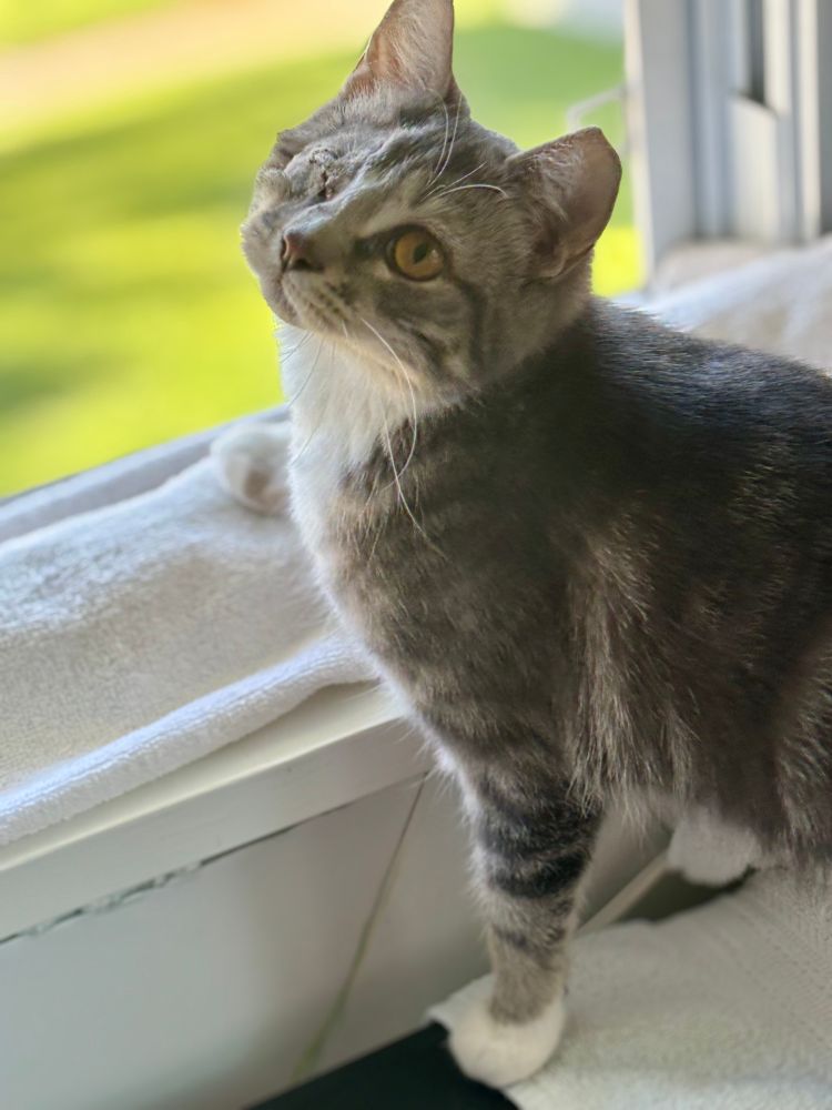 A lovely dilute calico with one eye gazes out by a window. Her right eye has been removed recently so the area looks shaved and lumpy. But she looks calm, regal, and gorgeous… even posing with one paw resting on the window sill like a pro! Photo owned by CatCareNetwork.org
