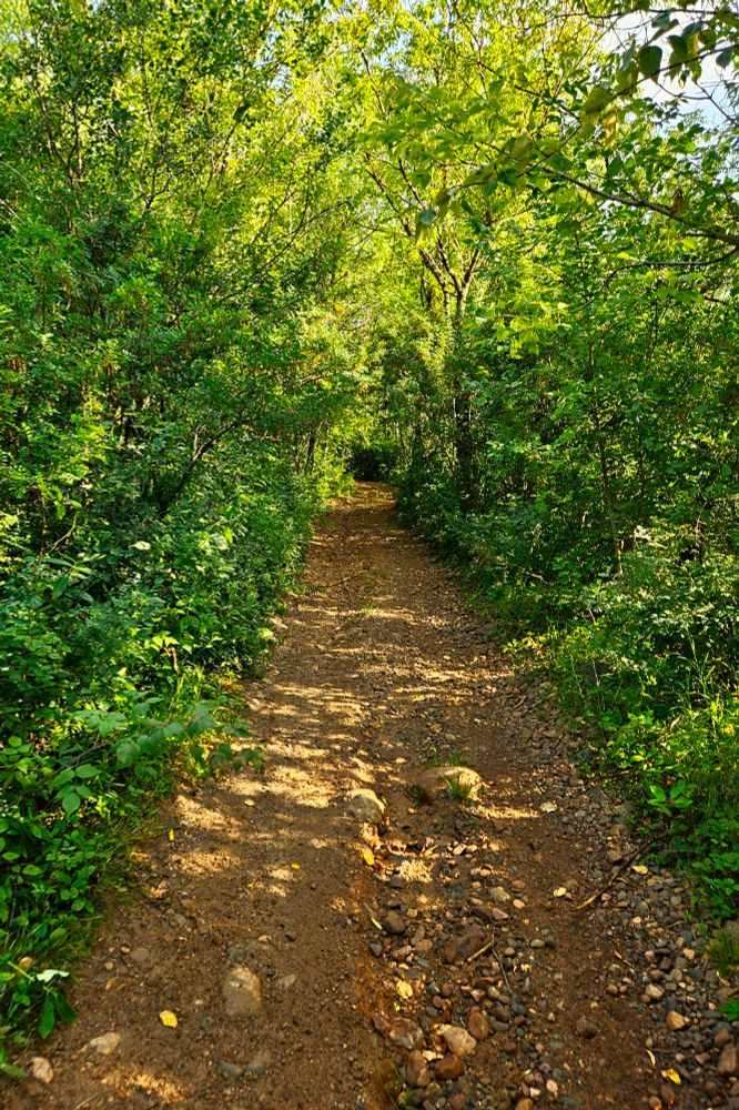 A rocky trail surrounded by green woods, narrowing into a shadowed section over growth