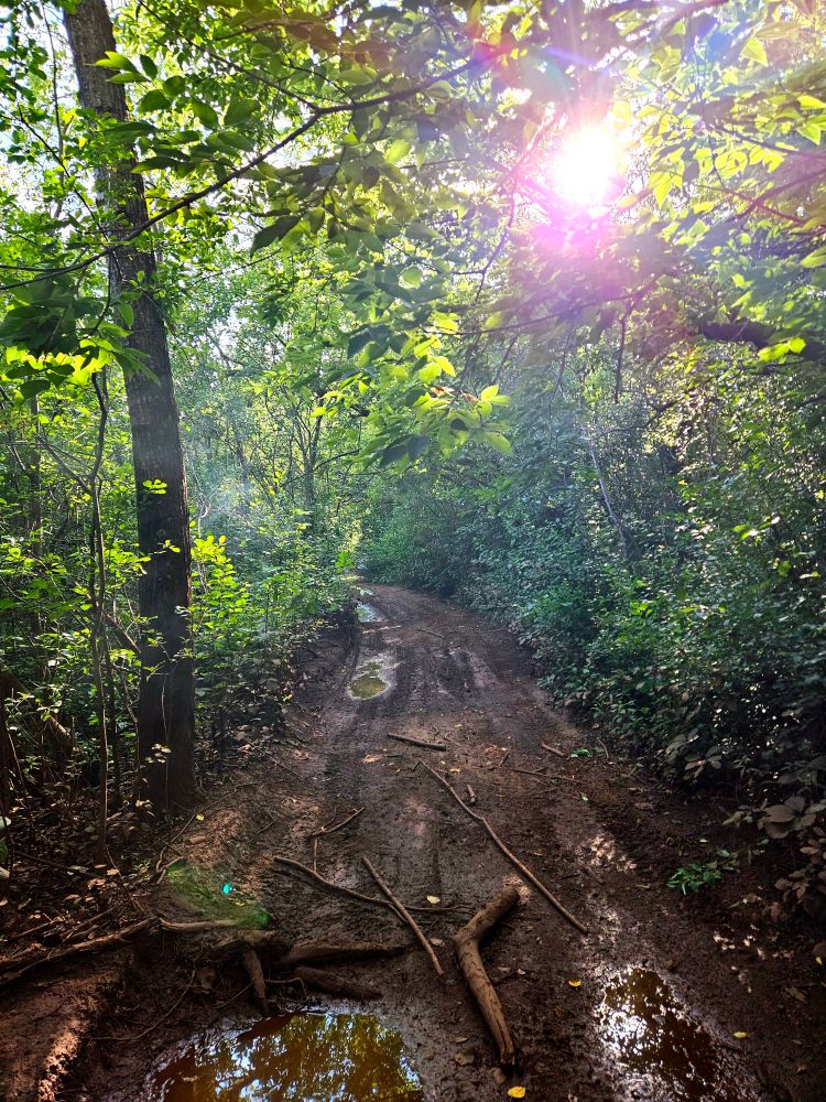 A hazy picture of the Sun peering though a wooded trail. The ground is muddy and strewm with fallen branches