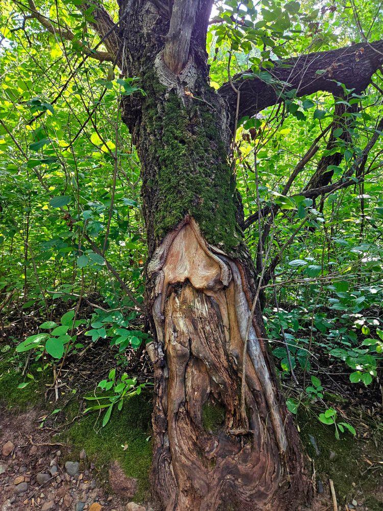 An interesting looking old tree. The upper half of the trunk is covered in moss, while the bottom half opens up layers of the wood as the bark was at one point damaged. The shapes give the effect of an old, wizened face with a large nose, and eyes obscured by perhaps a large mossy hat. 